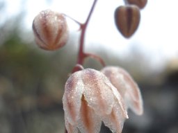 Drimia convallarioides inflorescence